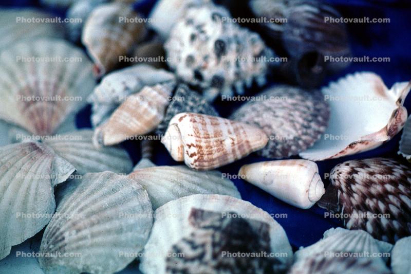 Shells, scallops, texture, background