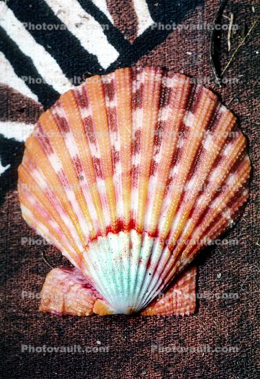 Scallop Shell, Texture, Background