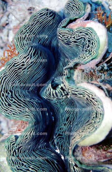 Giant Scaly Clam