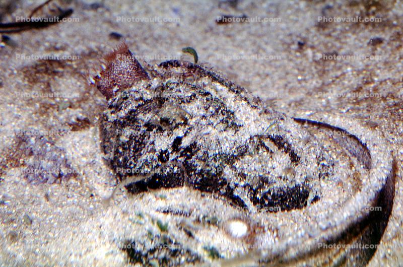 Washington Clam, (Saxidomus nuttalli), 