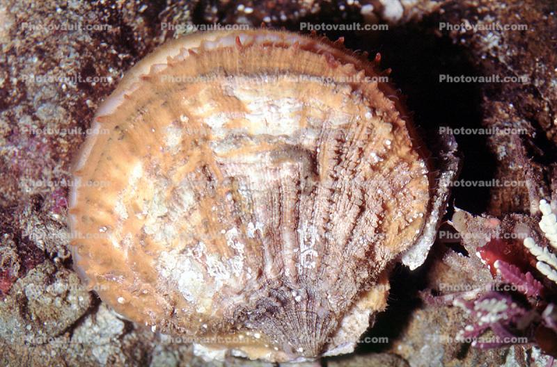 Rock Scallop, (Crassadoma gigantea), Ostreoida, Pectinina, Pectinoidea, Pectinidae