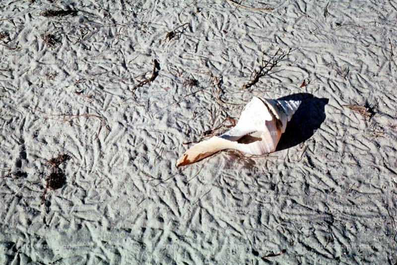 Shell on a beach, seagull footprints, New Guinea