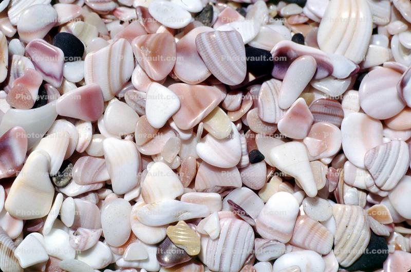Shell Texture, Background, fragments
