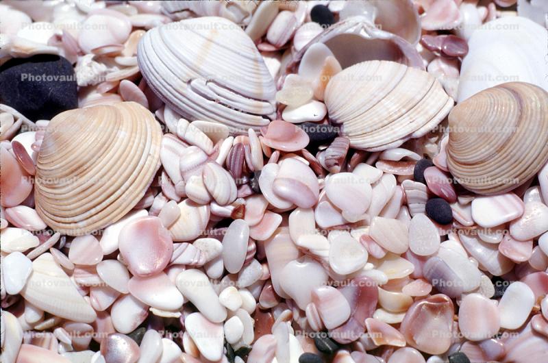 Shell Texture, Background, fragments