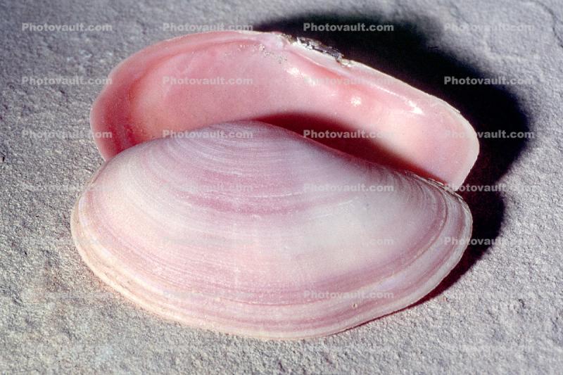 Shells, (Sanguinolaria tellinoides), Heterodonta, Veneroida, Tellinoidea, Psammobiidae