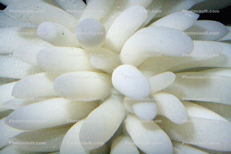 Market Squid eggs (Loligo opalescens)