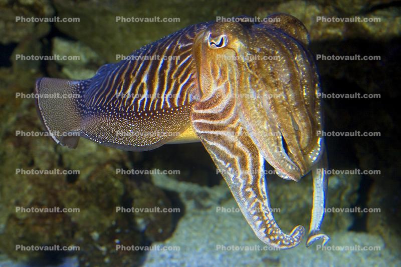 European Cuttlefish, (Sepia officinalis), Sepiida, Sepiidae