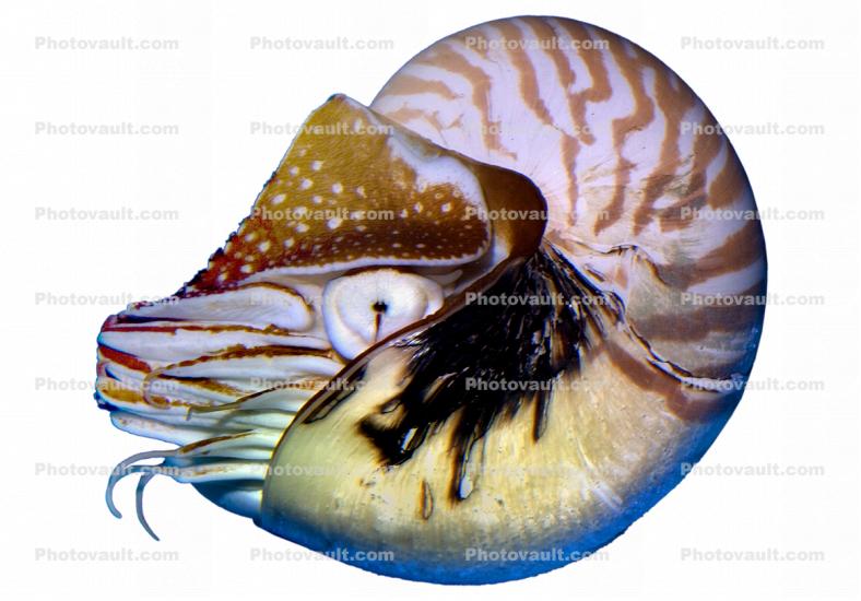 Chambered Nautilus, (Nautilus pompilius), Nautilida, Nautilidae, photo-object, object, cut-out, cutout