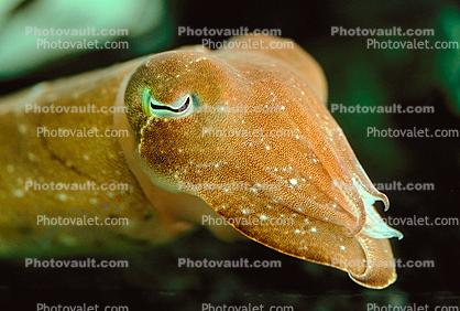 Common Cuttlefish Face, Sepia officinalis