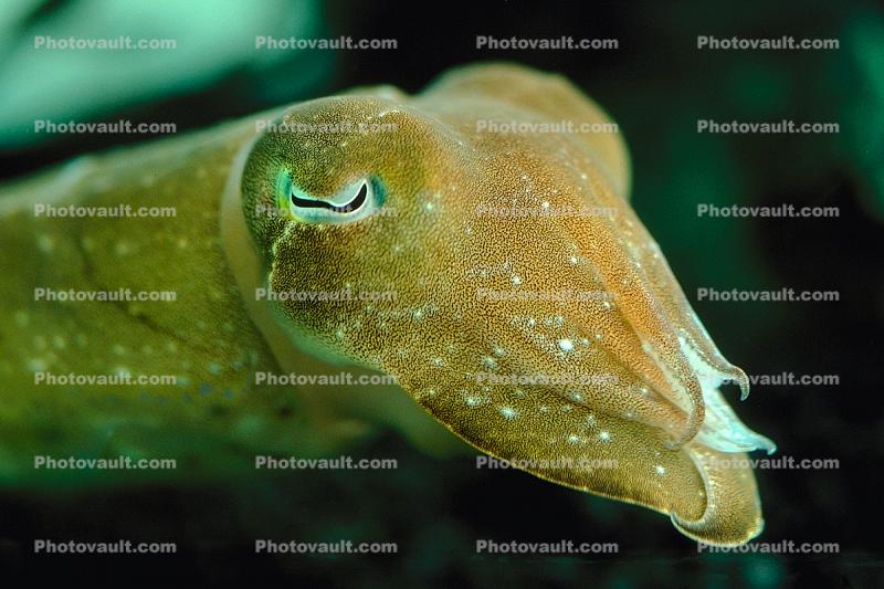 Common Cuttlefish, Sepia officinalis