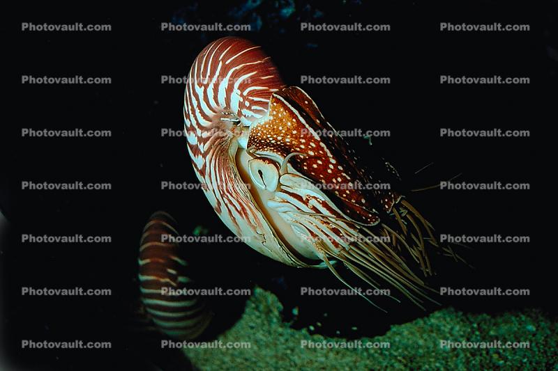 Chambered Nautilus, (Nautilus pompilius), Nautilida, Nautilidae