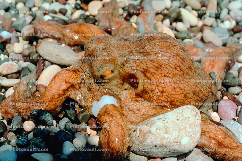 Octopus, Corfu Island, Mediterranean Sea