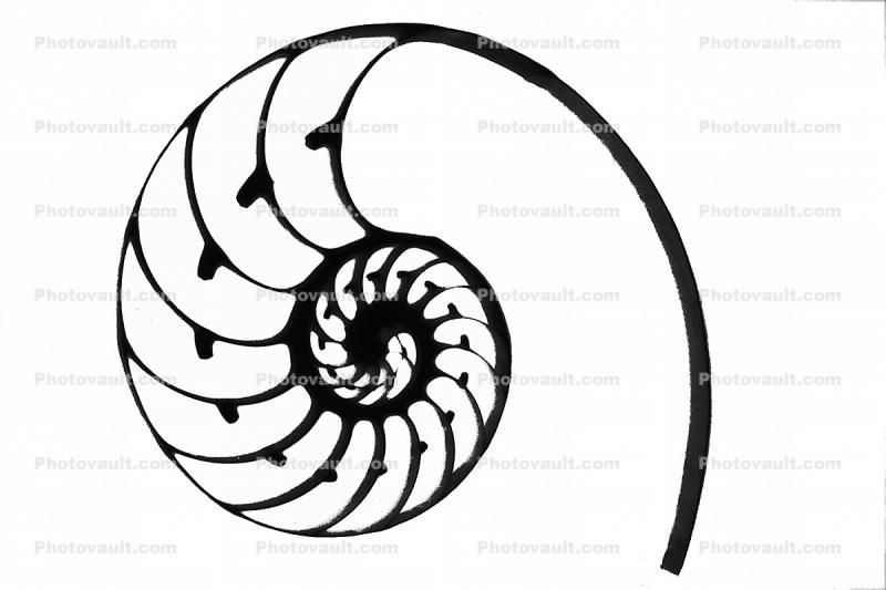 cutaway of a Nautilus Shell silhouette, shape, logo
