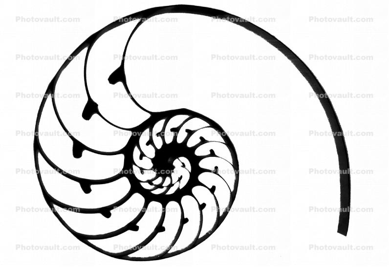 cutaway of a Nautilus Shell silhouette, shape, logo