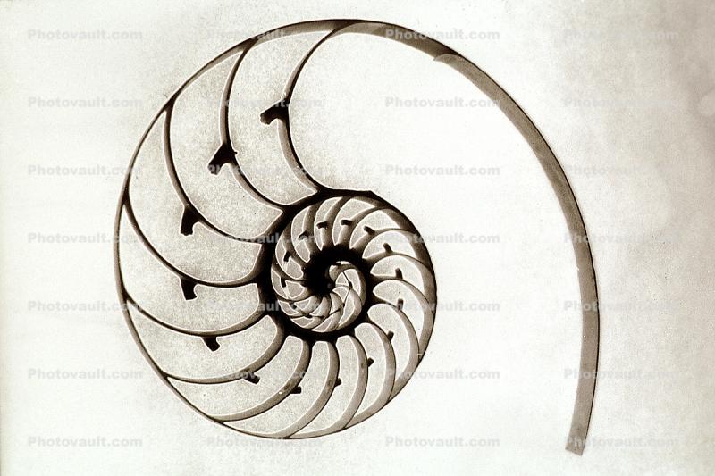 cutaway of a Chambered Nautilus Shell
