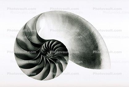 cutaway of a Chambered Nautilus Shell