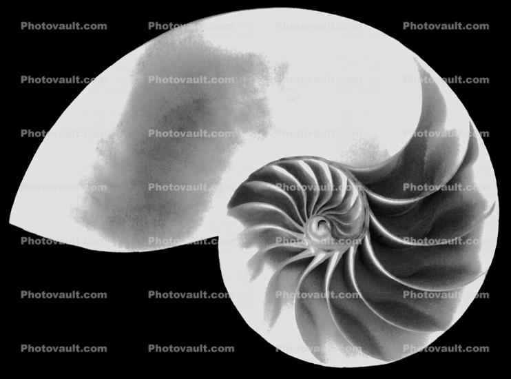 cutaway of a Nautilus Shell