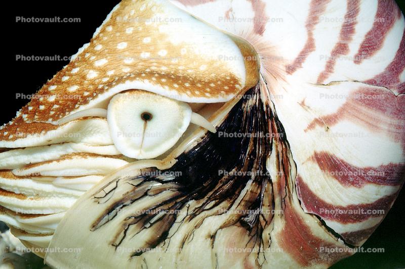 Chambered Nautilus, (Nautilus pompilius)