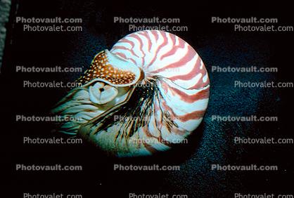 Chambered Nautilus, (Nautilus pompilius) 
