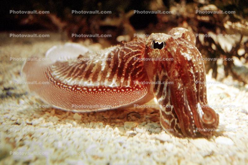 Common Cuttlefish, (Sepia officinalis), Sepiida, Sepiidae