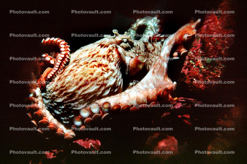 Giant Octopus, (Enteroctopus dofleini), Octopoda