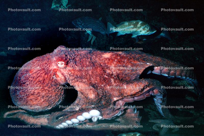 Giant Octopus, (Enteroctopus dofleini), Octopoda, Octopodidae