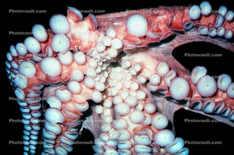 Suction Cups of a Giant Octopus, Octopodidae