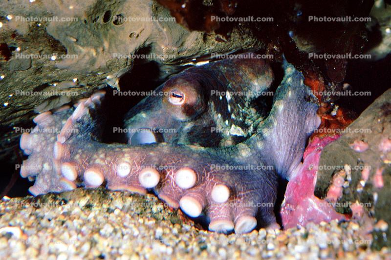 suction cups, tentacles, Two-spotted Octopus, (Octopus bimaculoides), Octopoda, Octopodidae