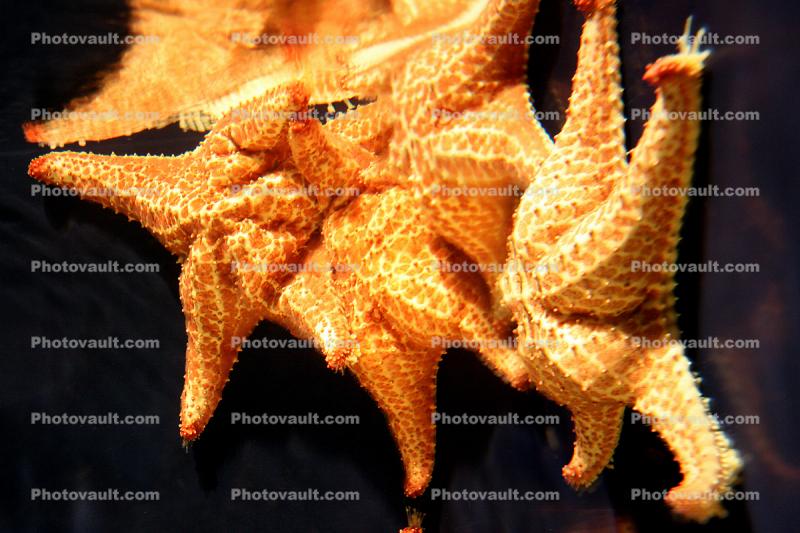 Bahama Star, (Oreaster reticulatus), Valvatida, Oreasteridae, Starfish