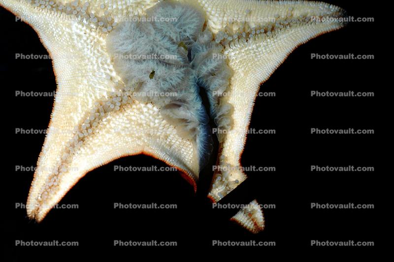 starfish mouth