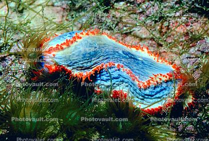 Sea Apple, (Pseudocolochinus axiologus), [Cucumariidae]