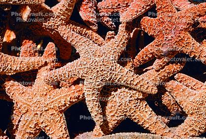 starfish textures, backgrounds