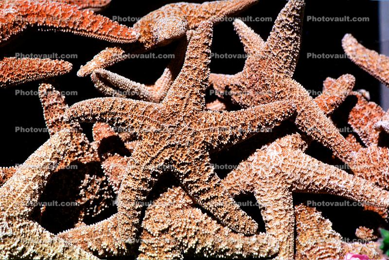 starfish textures, backgrounds