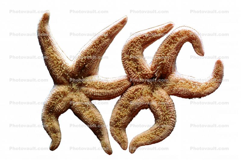 starfish, lovers, love, photo-object, object, cut-out, cutout