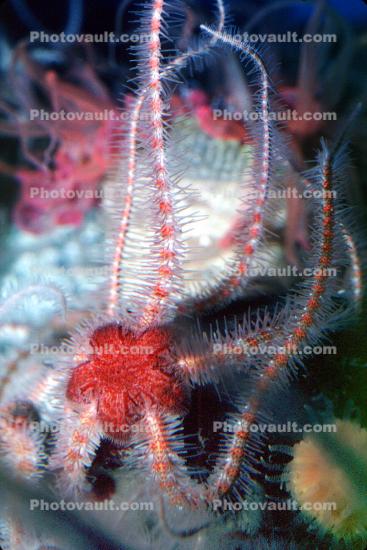 Spiney Brittle Star, (Ophiothrix spiculata), Starfish, Sea Star, Ophiuroideam, Ophiurida