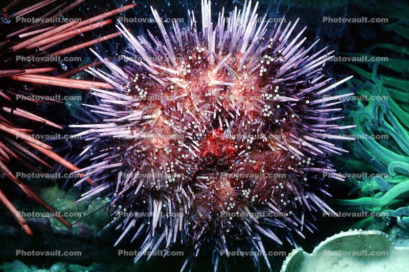Red Sea Urchin, (Strongylorcentrotus franciscanus)