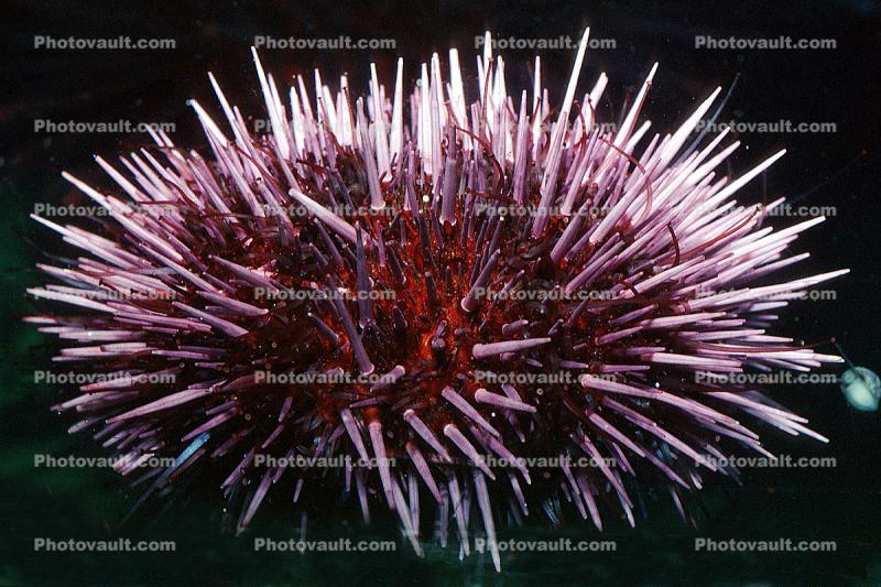 Red Sea Urchin, (Strongylorcentrotus franciscanus)