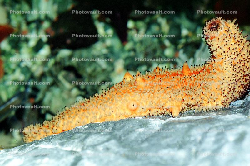Sea Cucumber (Parastichopus californicus)