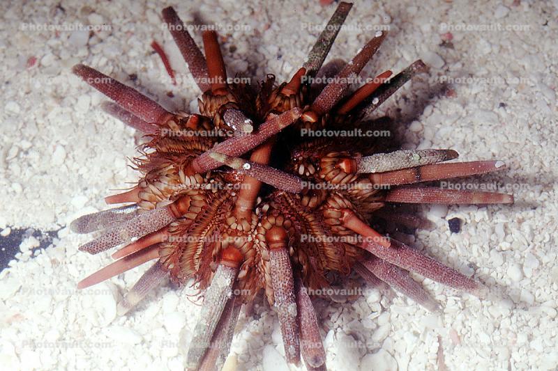Pencil Urchin, (Eucidaris tribuloides), Perischoechinoidea, Cidaroida, Cidaridae