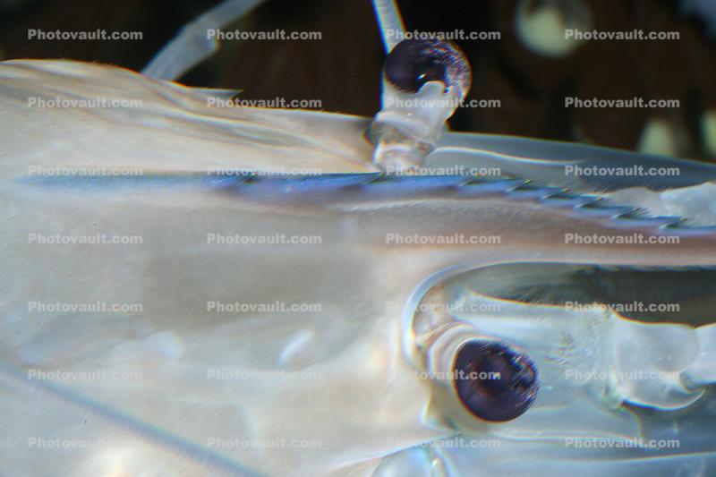 Freshwater Prawn, (Macrobrachium rosenbergii), Malacostraca, Decapoda, Caridea