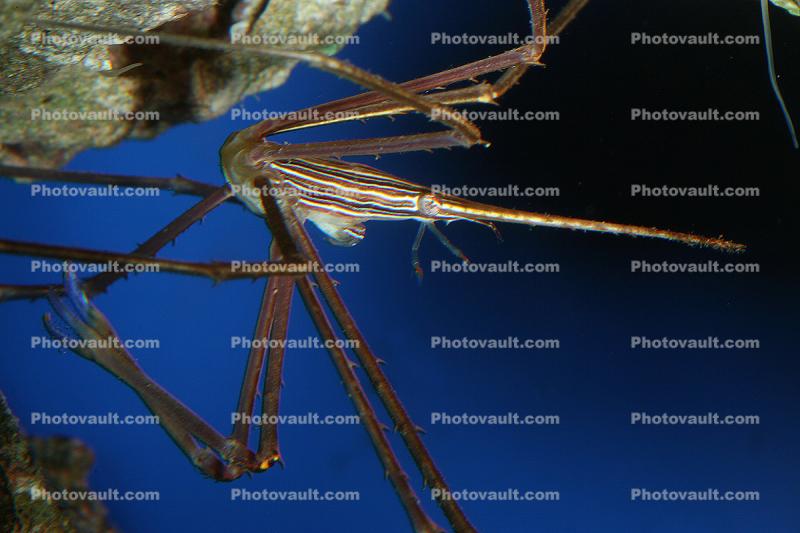 Arrow Crab (Stenorhynchus seticornis), Malacostraca, Decapoda, Brachyura, Inachidae