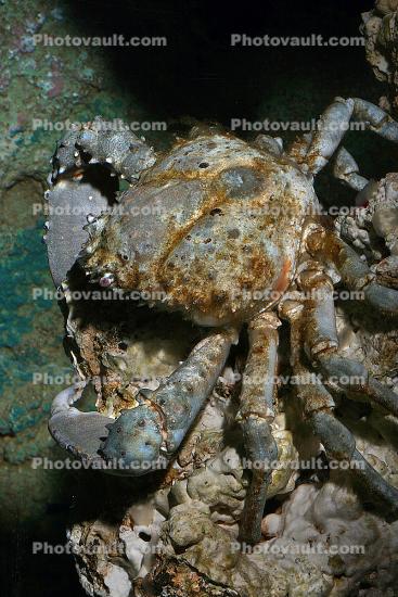 Channel Crab (Mithrax spinosissimus)
