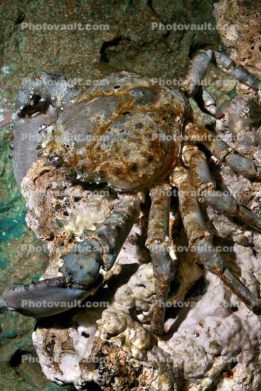 Channel Crab, (Mithrax spinosissimus)