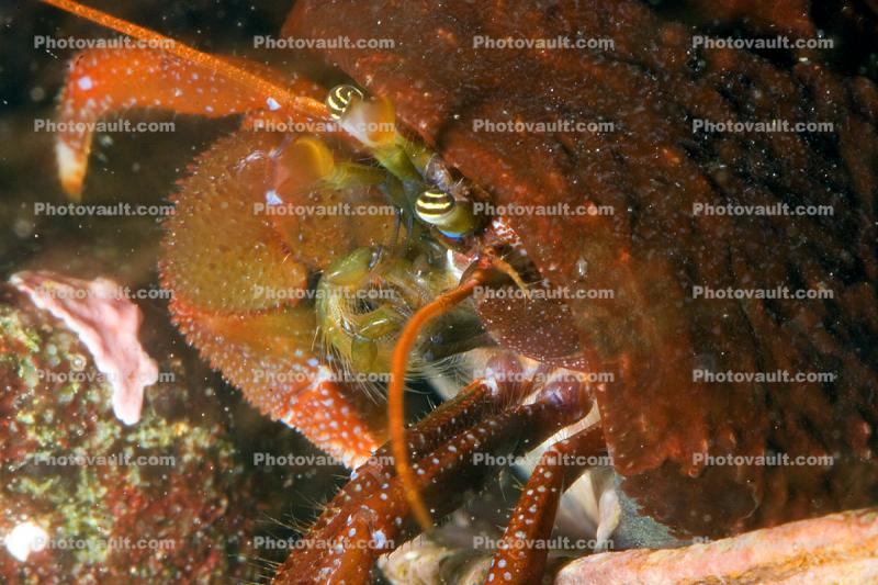 Hermit Crab, Pagurus