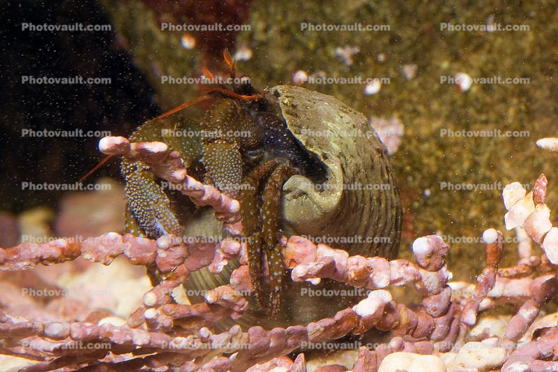 Hermit Crab, Pagurus