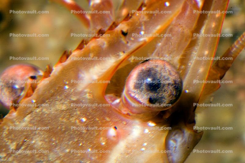 Shrimp, eye of a Prawn