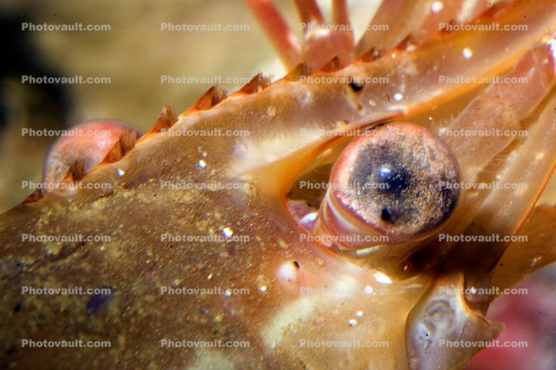 eye of a Shrimp, Prawn