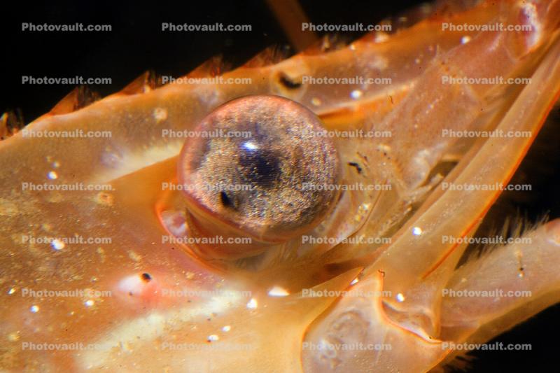 Shrimp, Prawn eye