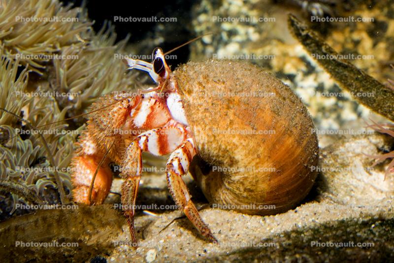 Hermit Crab, Snail Shell