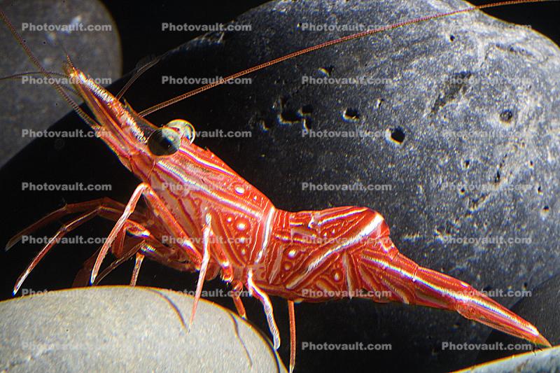 Peppermint Shrimp, (Lysmata wurdemanni), Malacostraca, Decapoda, Caridea, Hippolytidae